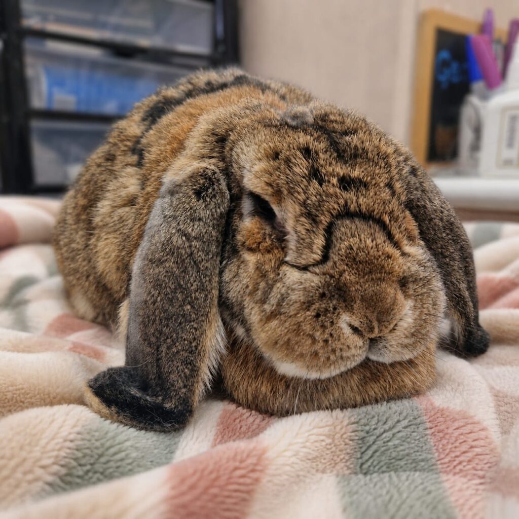 Rabbit nail trimming in Eastleigh | Safe & stress-free nail clipping